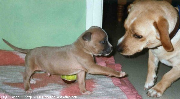 Photo d'American staffordshire terrier