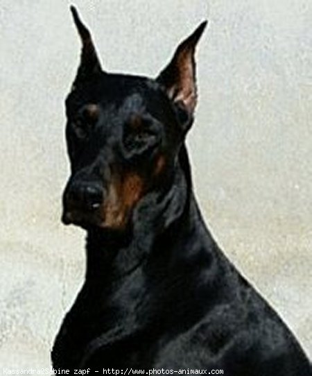 Photo de Dobermann