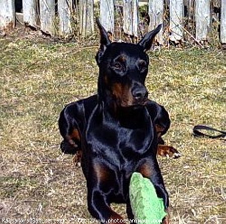 Photo de Dobermann