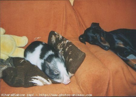 Photo de Dobermann