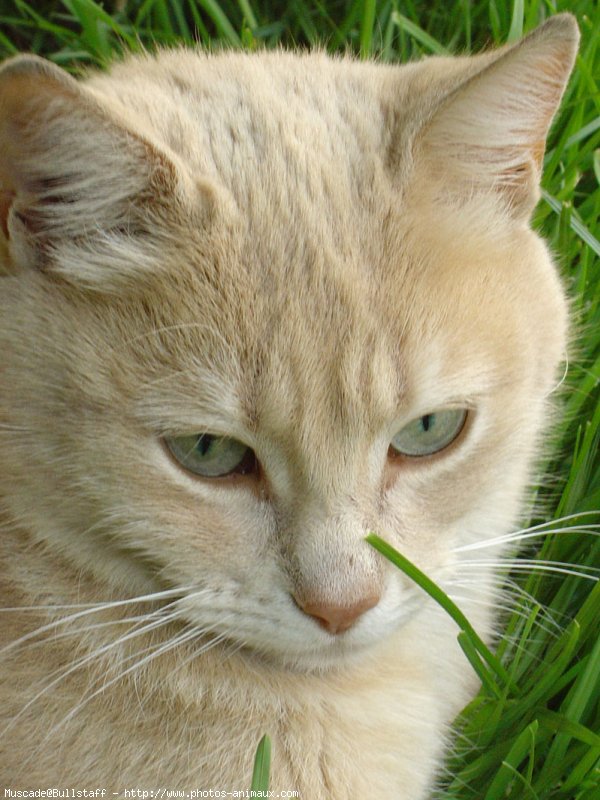 Photo de Chat domestique