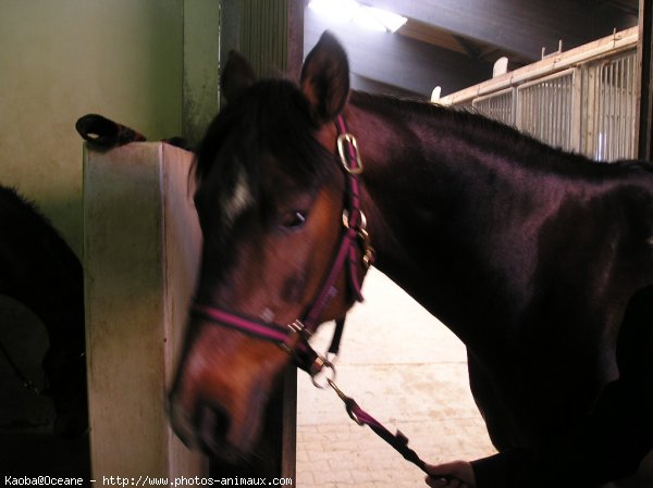 Photo de Poney franais de selle