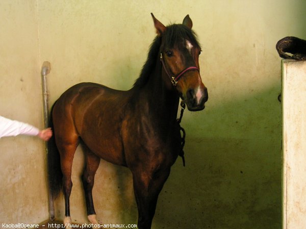 Photo de Poney franais de selle