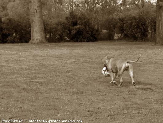 Photo d'American staffordshire terrier