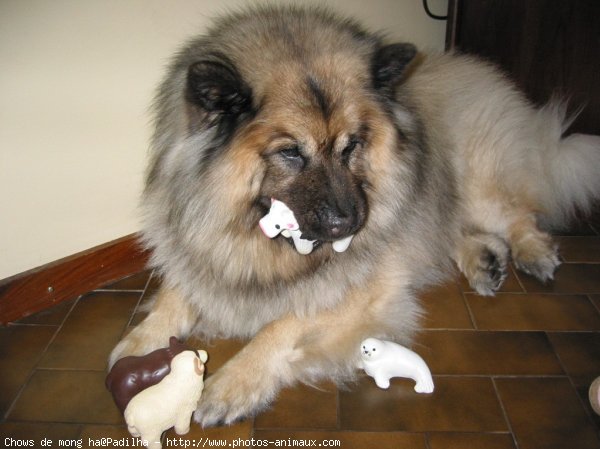 Photo d'Eurasier