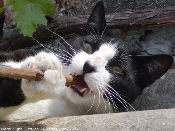 Photo de Chat domestique