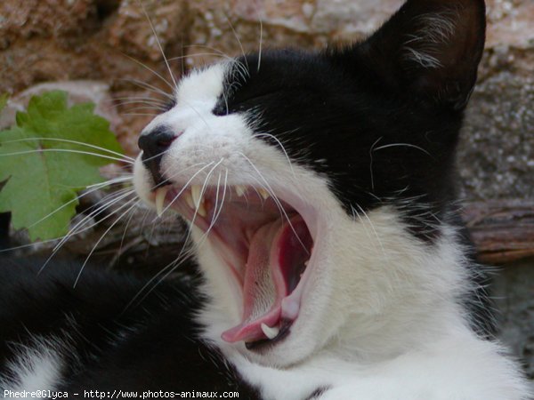 Photo de Chat domestique