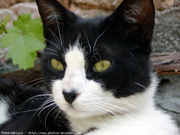 Photo de Chat domestique