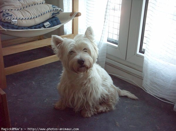 Photo de West highland white terrier