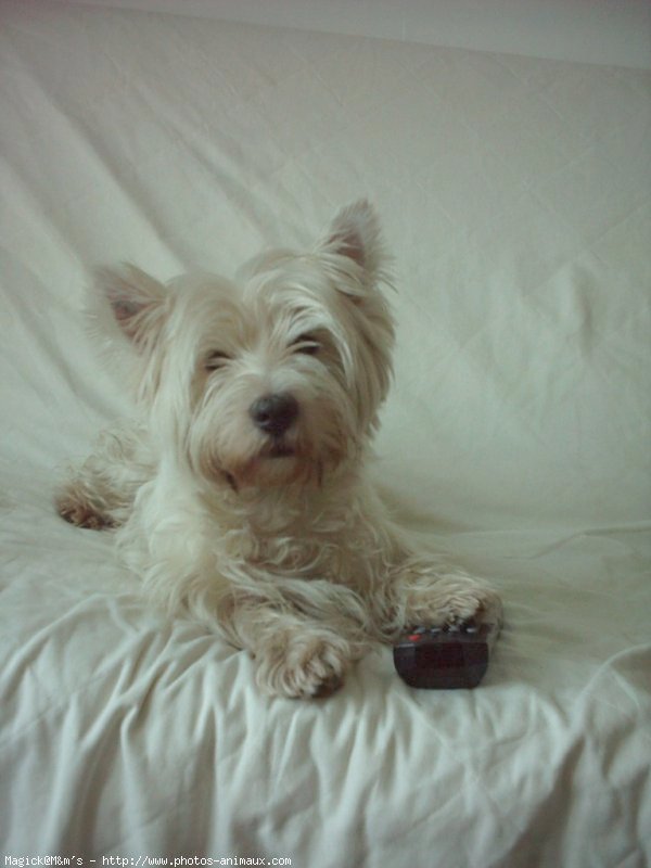 Photo de West highland white terrier