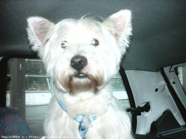 Photo de West highland white terrier