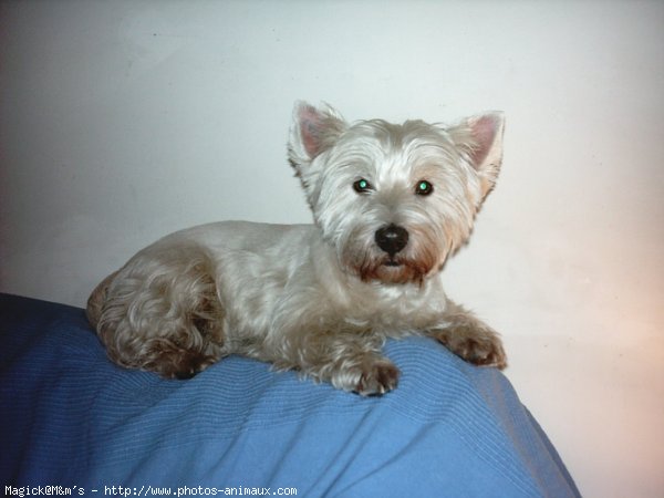 Photo de West highland white terrier