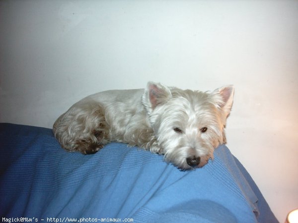 Photo de West highland white terrier