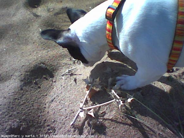 Photo de Bouledogue franais