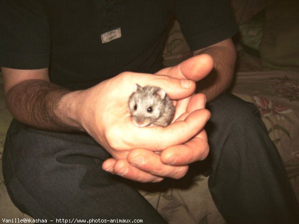 Photo de Hamster