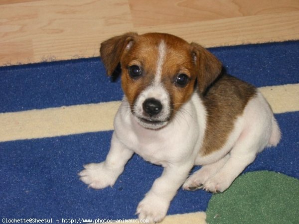 Photo de Jack russell terrier