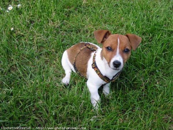 Photo de Jack russell terrier