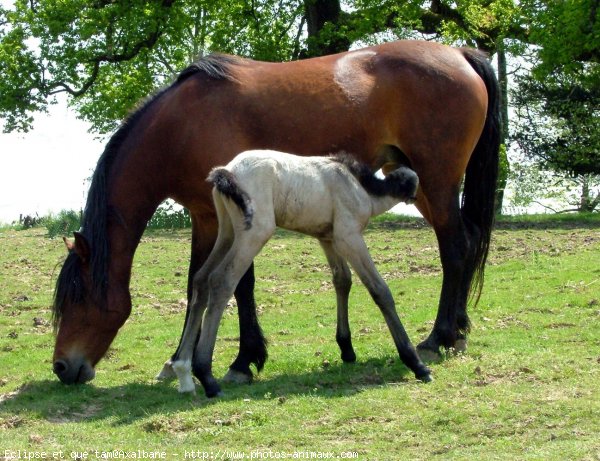 Photo de Poney franais de selle