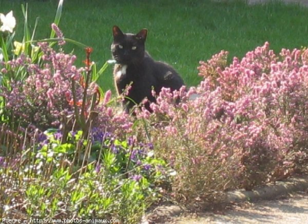 Photo de Chat domestique