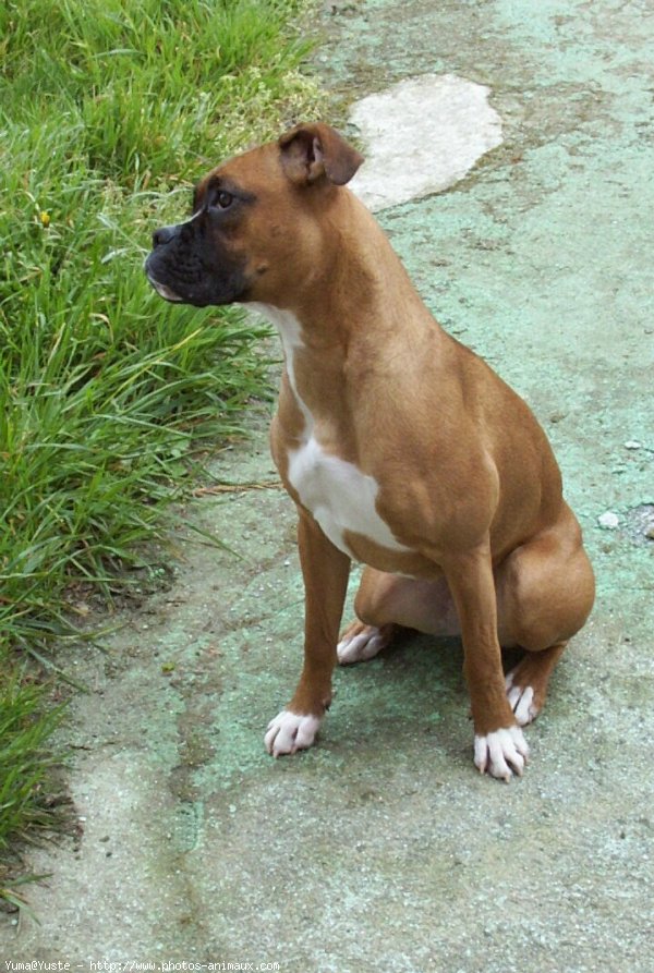 Photo de Boxer