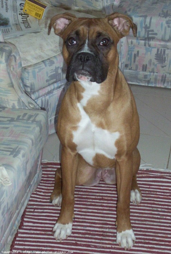 Photo de Boxer