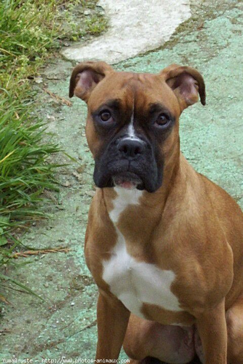 Photo de Boxer