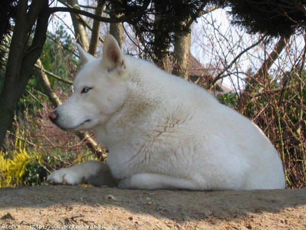 Photo de Husky siberien