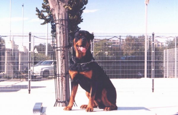 Photo de Rottweiler