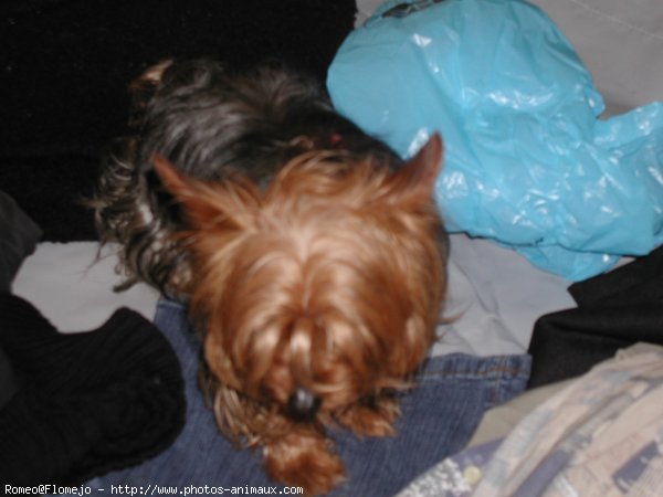 Photo de Yorkshire terrier