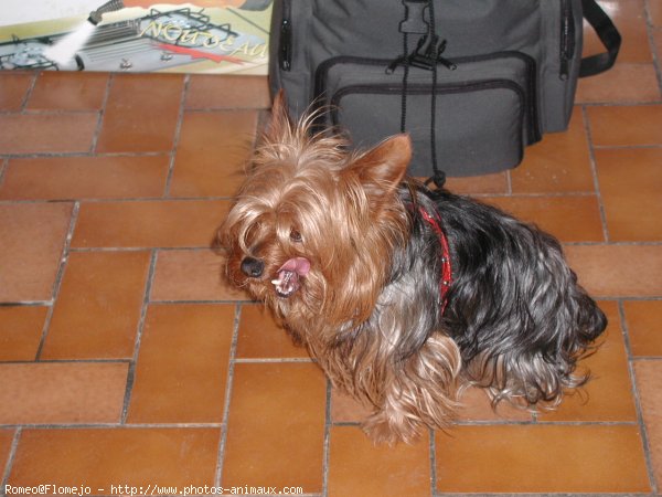 Photo de Yorkshire terrier