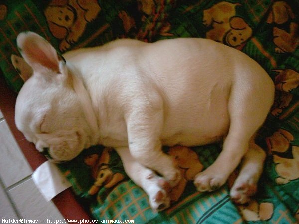 Photo de Bouledogue franais