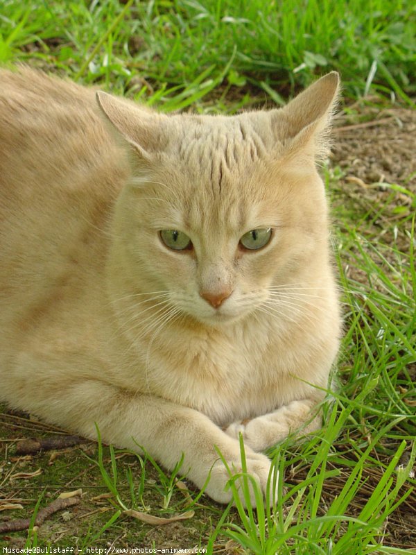 Photo de Chat domestique