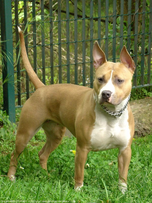 Photo d'American staffordshire terrier