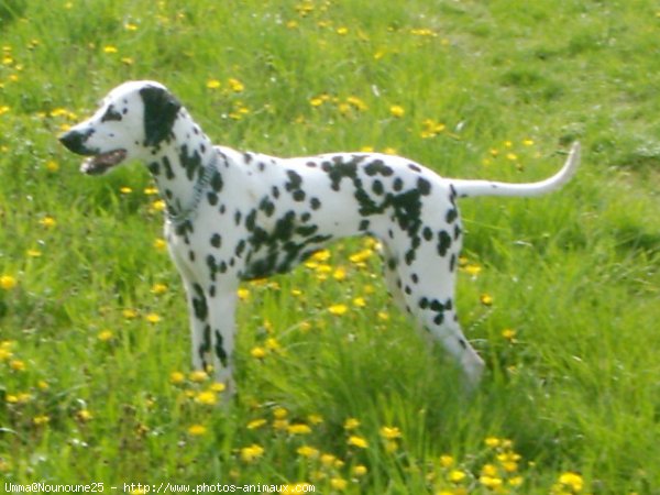 Photo de Dalmatien