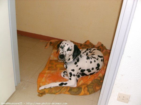 Photo de Dalmatien