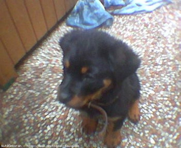 Photo de Rottweiler