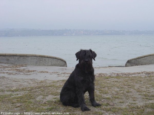 Photo de Schnauzer gant