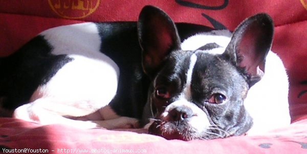 Photo de Bouledogue franais