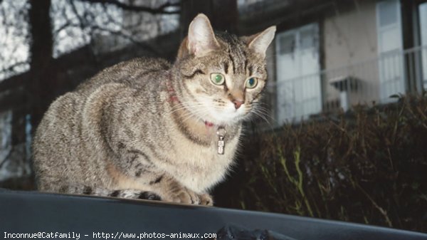 Photo de Chat domestique