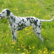 Photo de Dalmatien