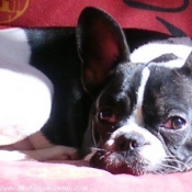 Photo de Bouledogue franais