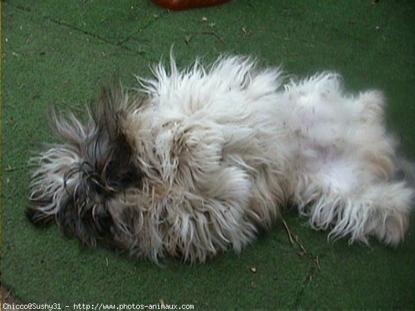 Photo de Shih tzu