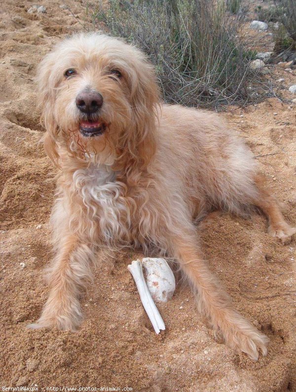 Photo de Chien de berger des pyrenes  poil long