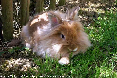 Photo de Lapin