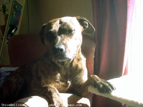 Photo d'American staffordshire terrier