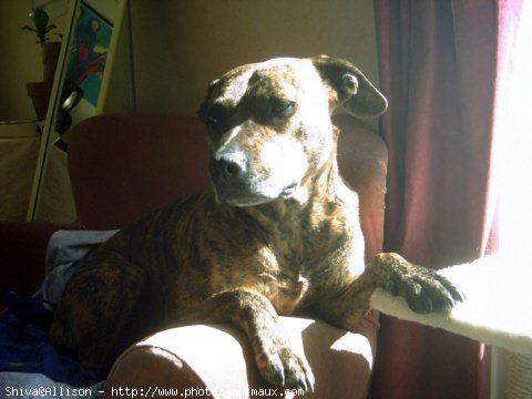 Photo d'American staffordshire terrier