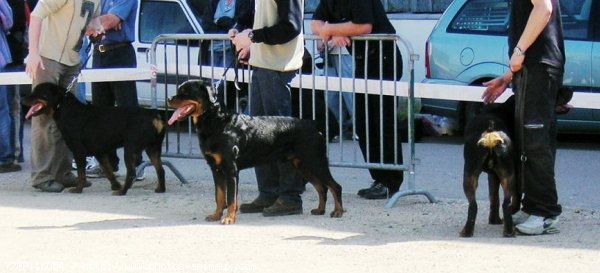 Photo de Rottweiler