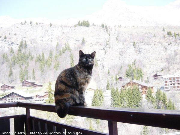 Photo de Chat domestique