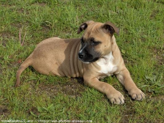 Photo d'American staffordshire terrier