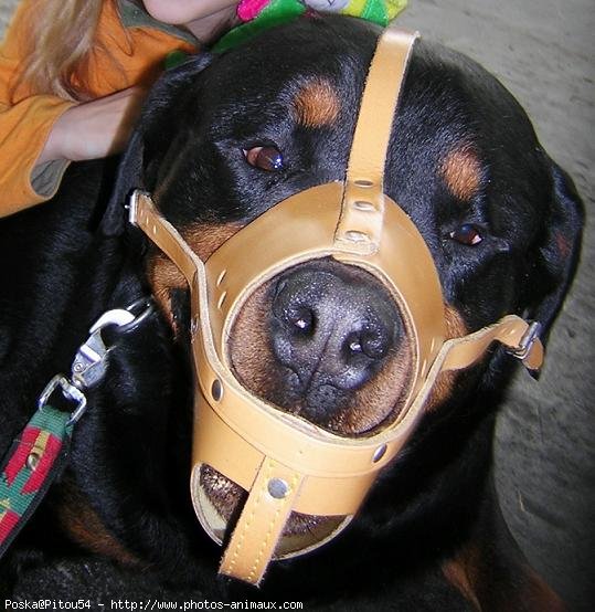 Photo de Rottweiler